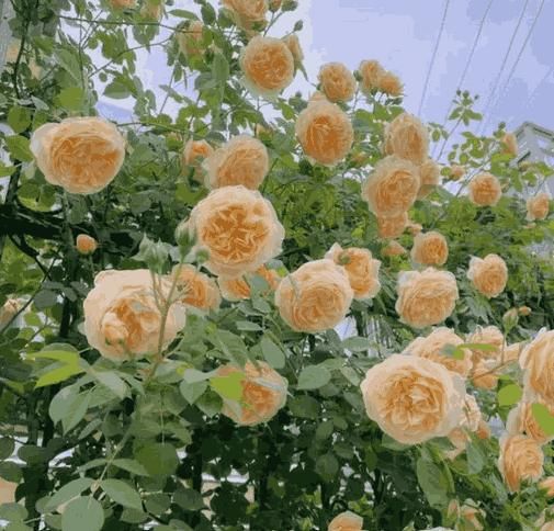 Easy-Grow Climbing Romantic Rose Seeds