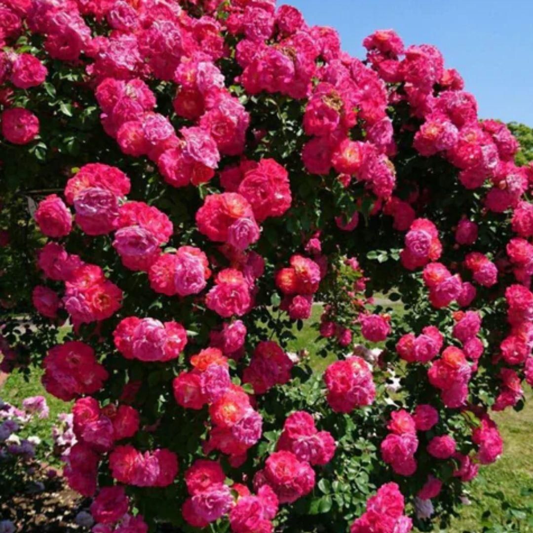 Easy-Grow Climbing Romantic Rose Seeds