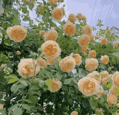 Easy-Grow Climbing Romantic Rose Seeds